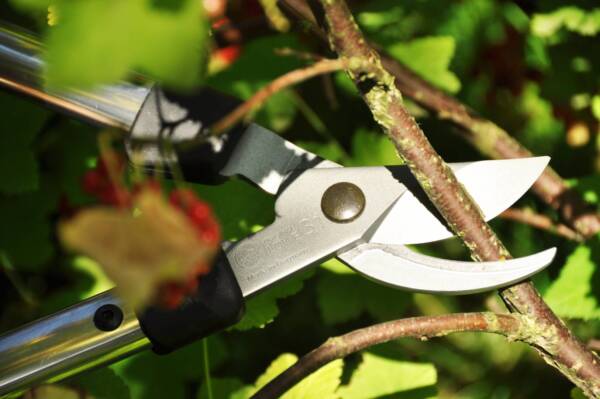 Branch shears Löwe Nr. 31 - Image 3