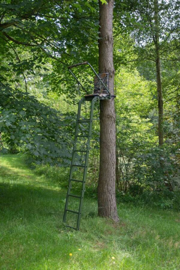 Folding ladder